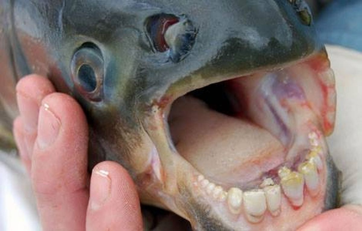 Ball Biter': How Dangerous Is the Pacu Fish, Really?