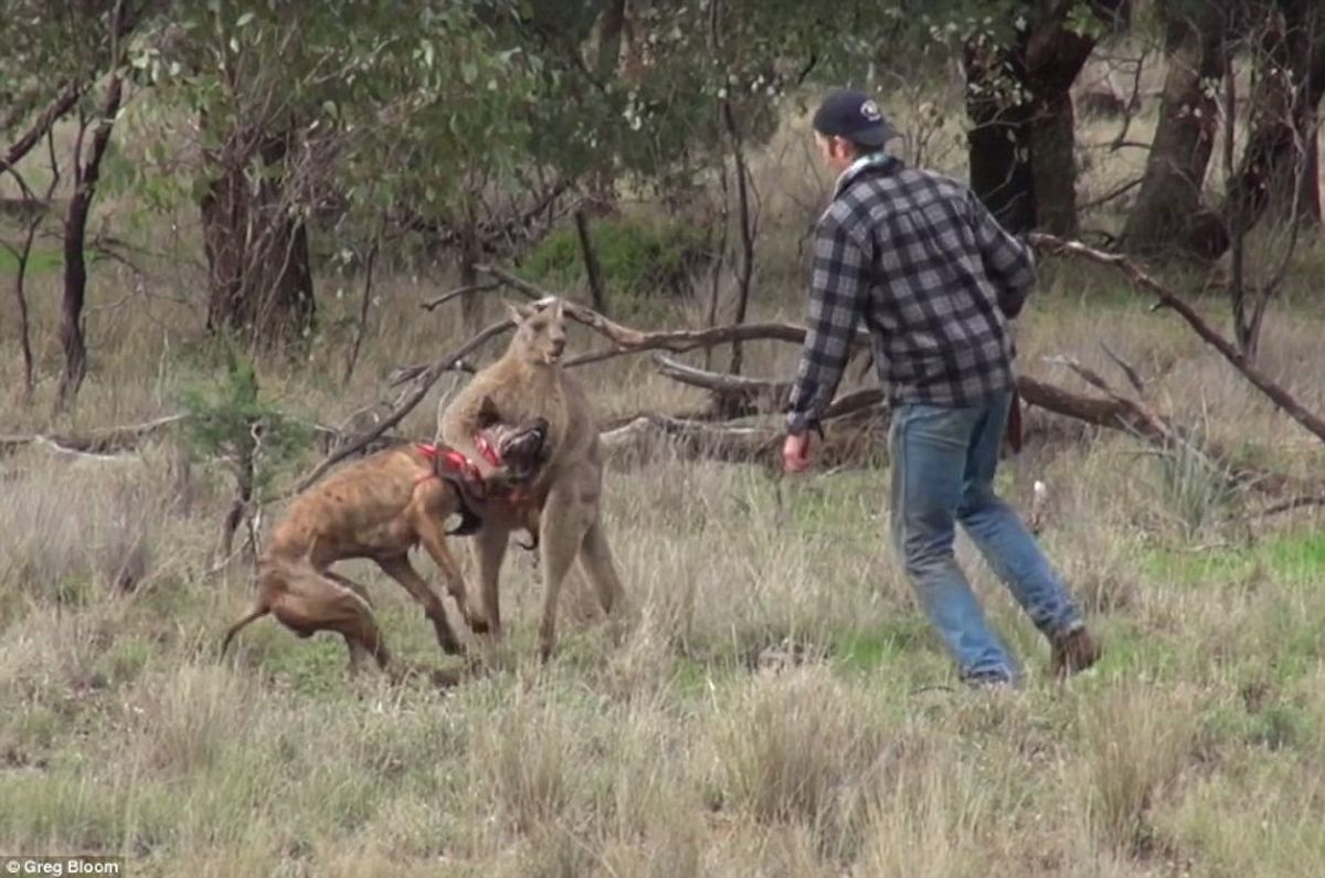 Man Punches Kangaroo to Save Dog 