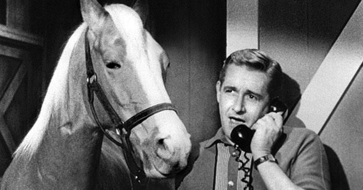 Was Mister Ed a horse? Mister Ed was a Zebra