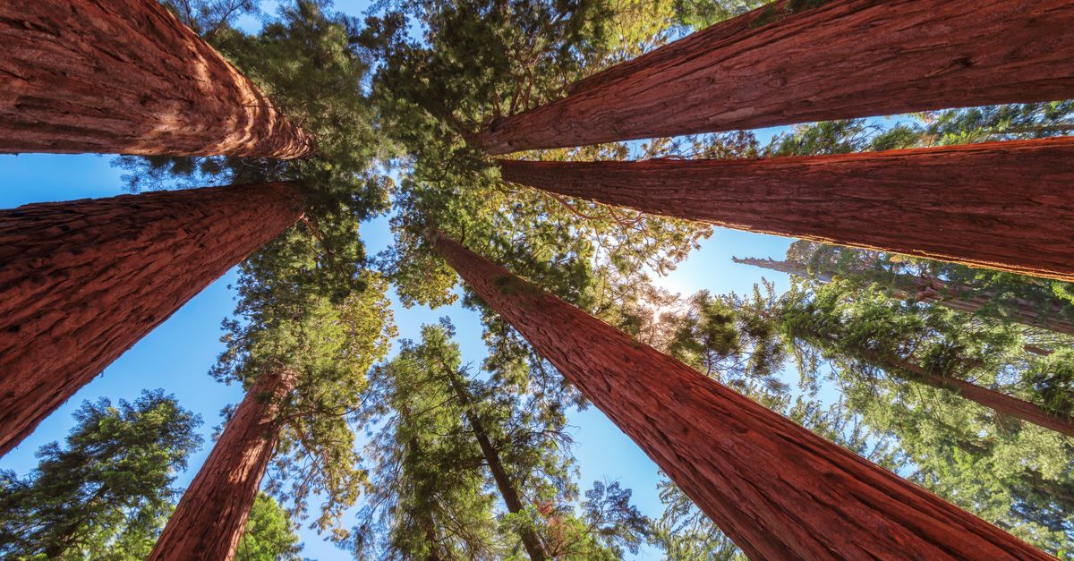 Giant sequoias from the ground looking up (Lucky-photographer / Shutterstock.com)