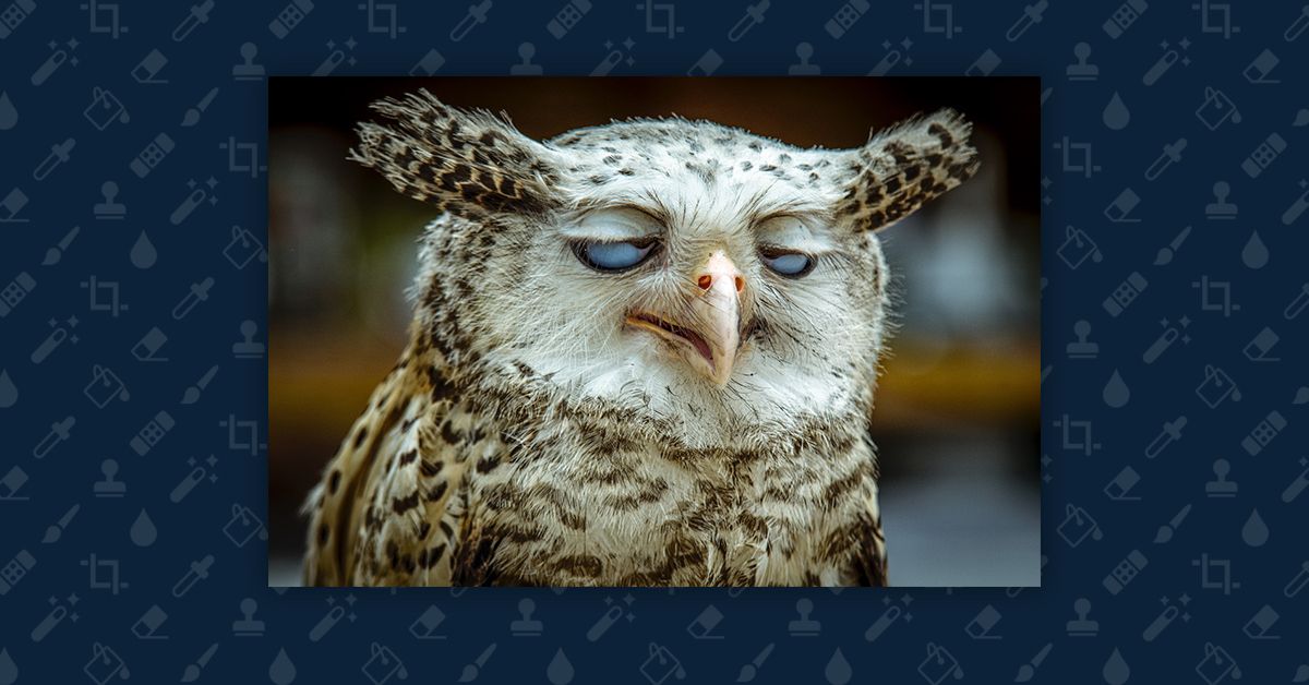 Is This Owl Having an Orgasm? 
