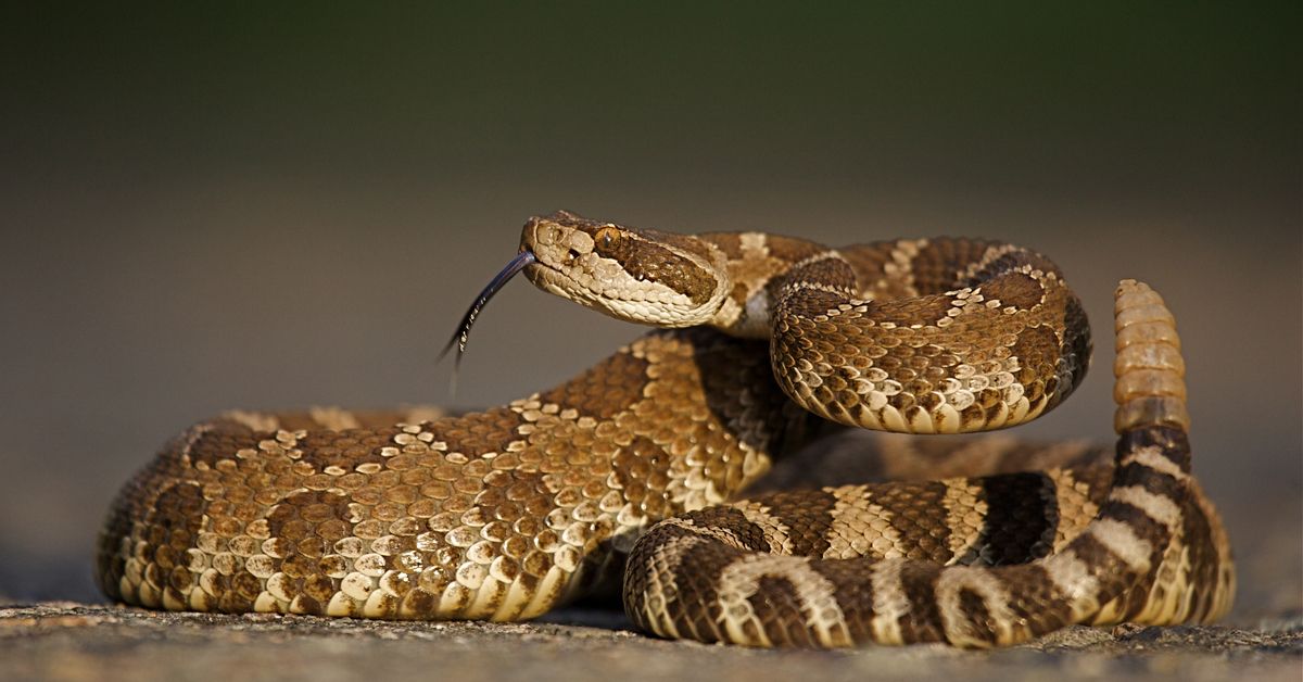 Rare two-headed snake found in Texas yard