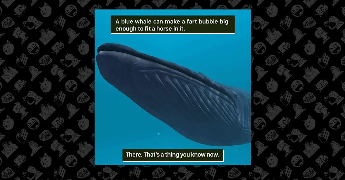 Could a Blue Whale's Fart Contain a Horse?