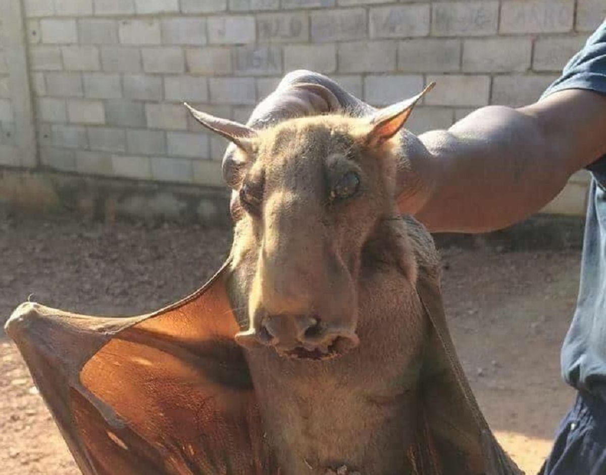 Is the Hammerhead Bat a Real Animal? 
