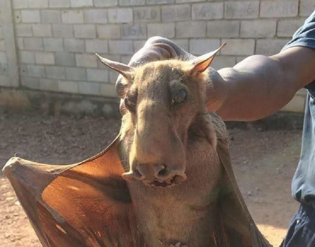 Horseface bat