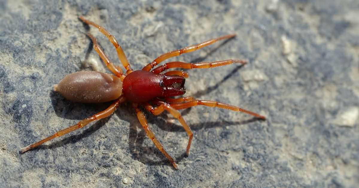 orange spider identification