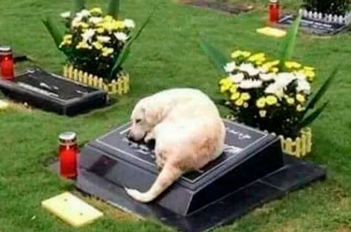 Dog At Masters Casket