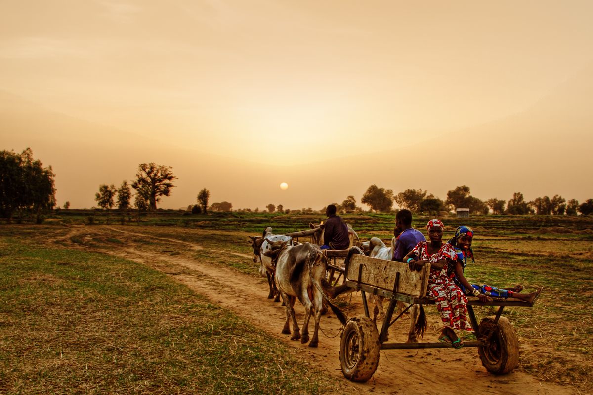 Peoples travel in bullock cart at Sunset in Argungu, Kebbi State, Nigeria. (Getty Images)