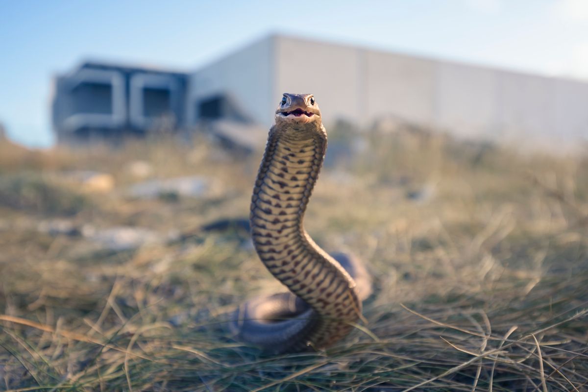 Wild and highly venomous eastern brown snake in industrial wasteland advancing towards camera with mouth open (Getty Images)