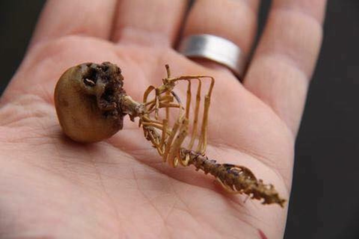 Was a Pixie Skeleton Discovered in the Rocky Mountains? | Snopes.com