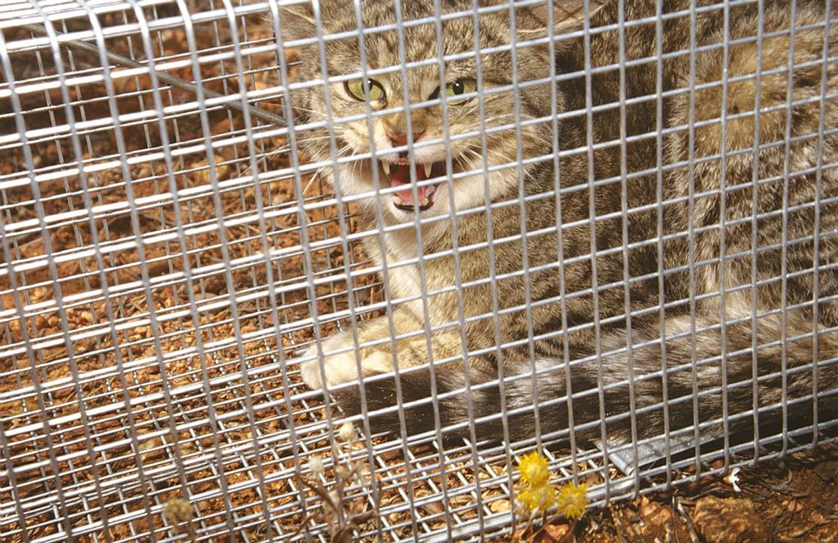 Feral cat, Felis catus, in trap, Wiluna, Western Australia (Photo by: Auscape/UIG via Getty Images) (Getty Images)