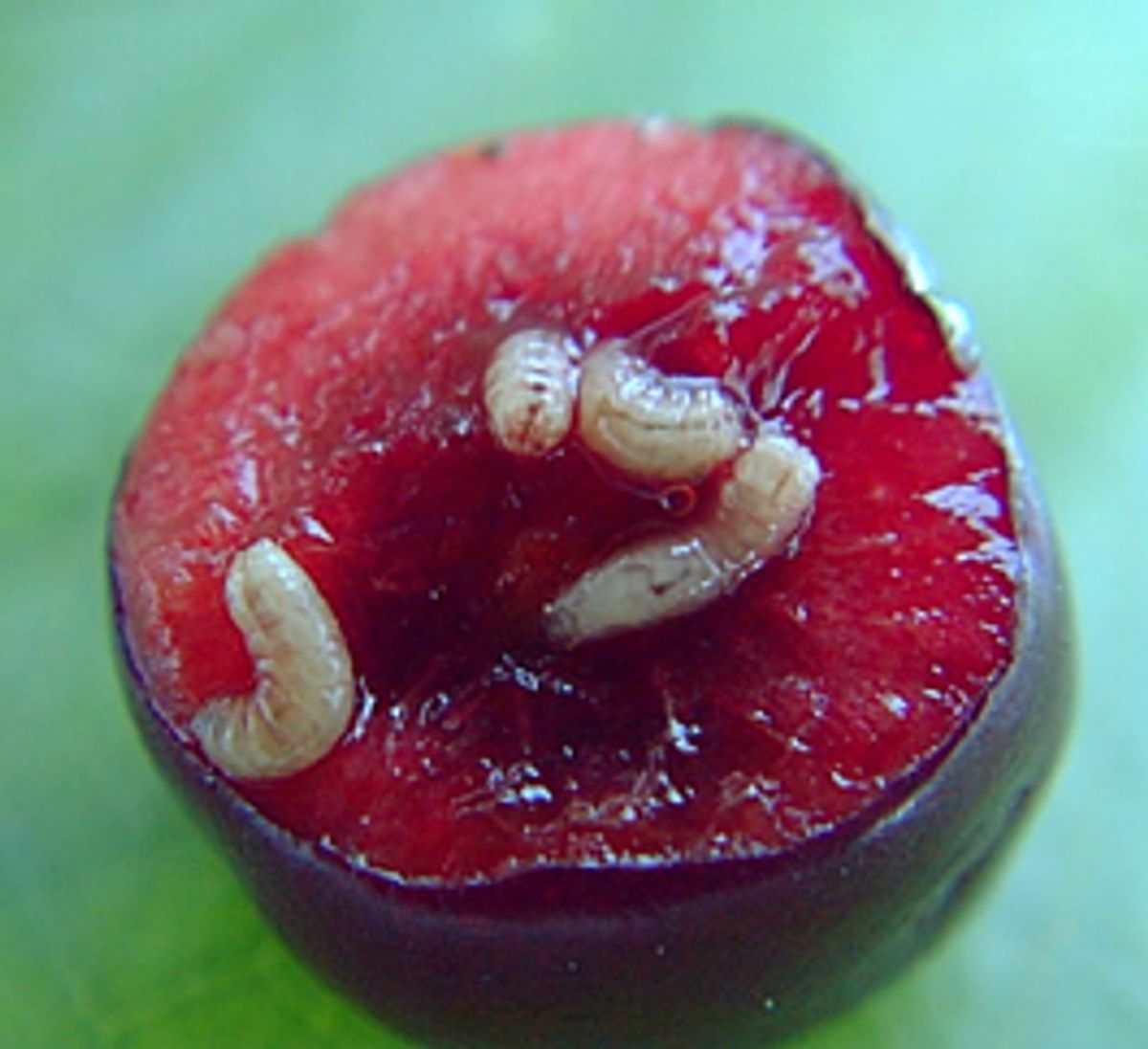 Are These Maggots In Cherries Snopes