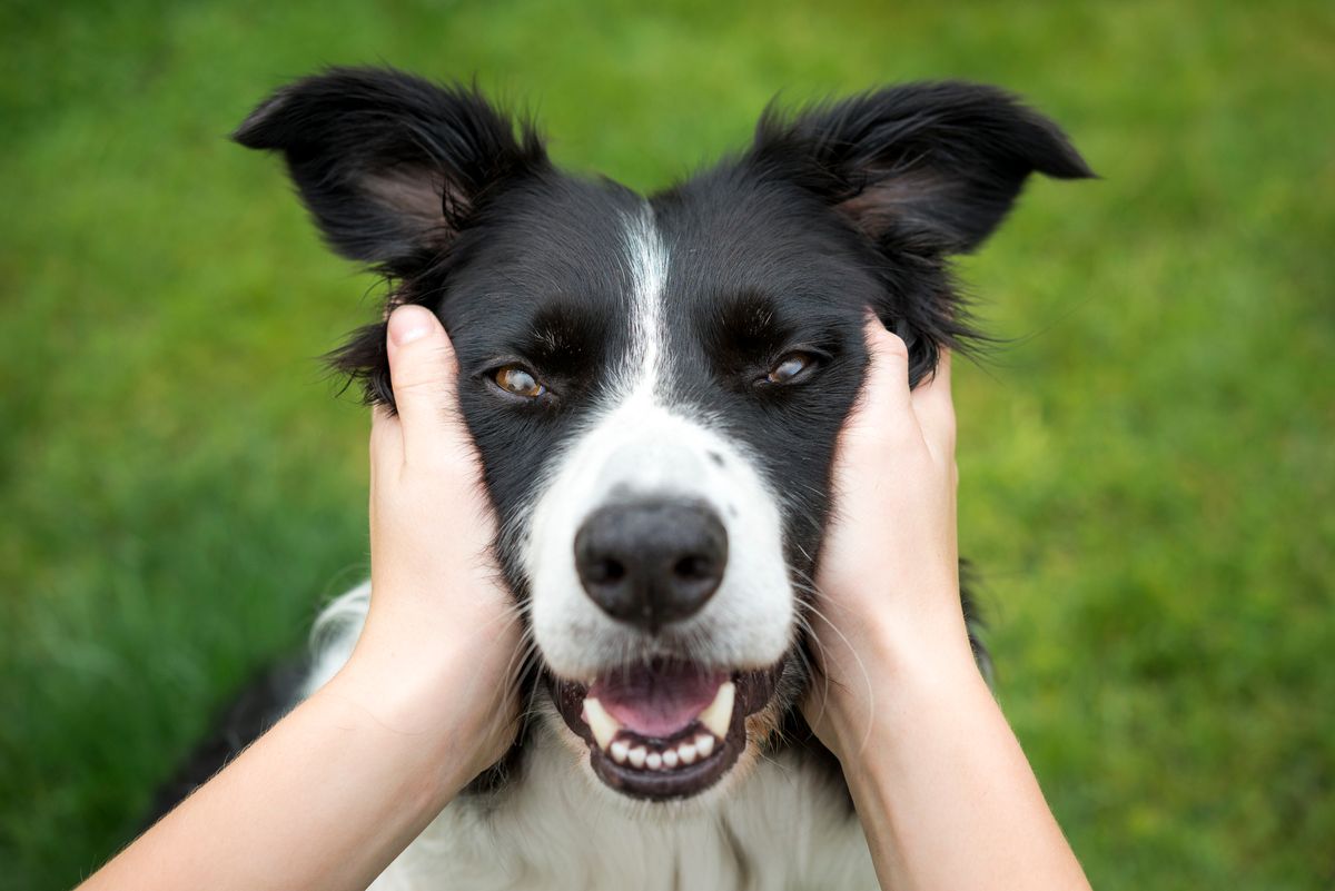 Close up of a Border Collie being held and looking direct into the camera. A loving expression on the dogs face. (Getty Images)