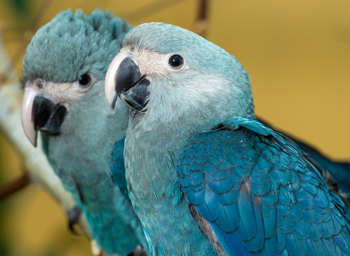 Young Spix's macaws in the Berlin organisation Association for the Conservation of Threatened Parrots e.V. (ACTP) in Schoeneiche, Germany, 08 April 2015. The natural habitat of the Spix's macaw is the Caatinga in the North-east of Brazil. Since the year 2000 the species has been extinct in the wilderness. Only about 90 birds of the species exist worldwide. Together with the Brazilian government the organisation ACTP tries to build up a population of the Spix's macaw that can survive in the wilderness to repopulate the species in their natural habitat. This is roughly planned for the year 2021. Photo: Patrick Pleul/dpa | usage worldwide   (Photo by Patrick Pleul/picture alliance via Getty Images) (Patrick Pleul/picture alliance via Getty Images)