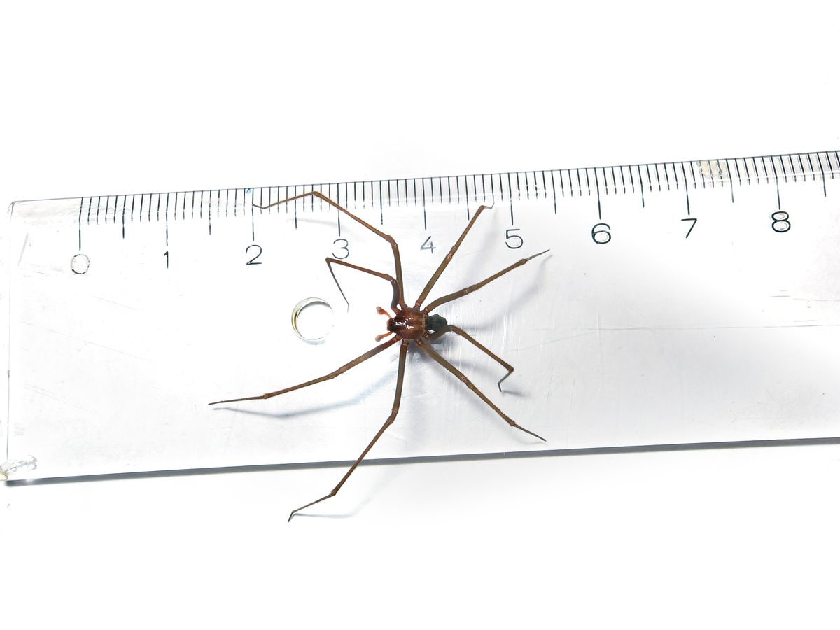 Top view of a recluse spider (Loxosceles sp. known locally as aranha-marrom) from Brazil over a ruler on a white background, size in centimeters. (Getty Images)