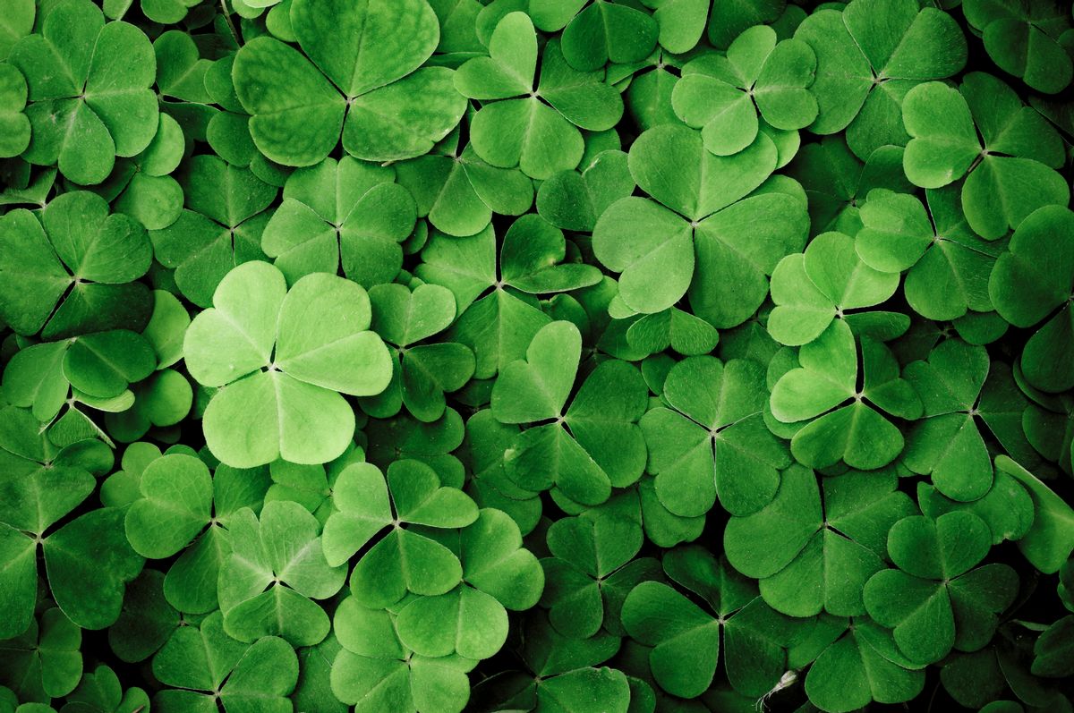 Clover. Texture. (Getty Images)