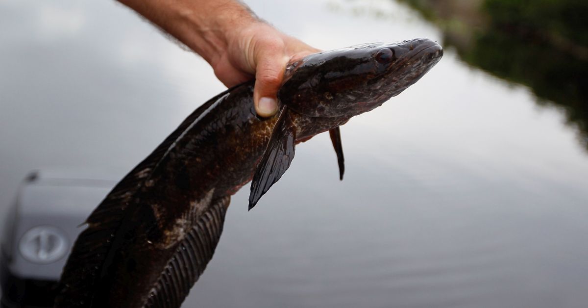 WESTON, FL - MAY 16:  Jason Calvert, from JD's Custom Baits, pulls a snakehead fish into his boat after catching it while fishing in a canal on May 16, 2012 in Weston, Florida.  The invasive snakehead fish is known for its aggressiveness and they're eating anything from bass to turtles and an occasional duckling. It is unknown exactly how the species, that is native to parts of Asia, was introduced to the South Florida area but it concerns people because the presence of an exotic species can alter the ecosystem to the detriment of native species. A healthy number of fisherman now go after the fish which helps control the species and puts what many fisherman say is a tasty fish on their plate.  (Photo by Joe Raedle/Getty Images) (Joe Raedle/Getty Images)