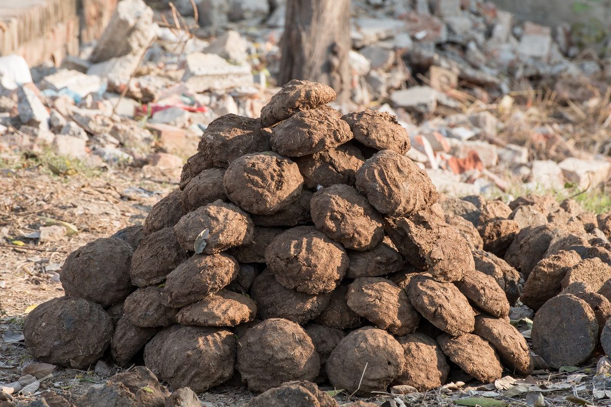 Punjab, India - cow manure is gathered on a farm in India. Cakes of cow dung are used for fuel in rural India (Edwin Remsberg / The Image Bank / Getty Images Plus)