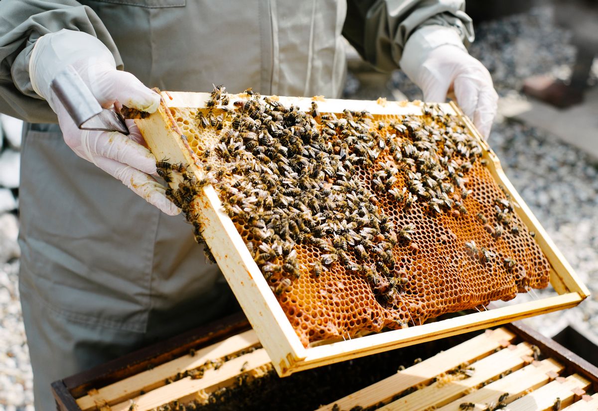 UK, Essex, beekeper inspecting his hives in his garden (Getty Images/Stock photo)