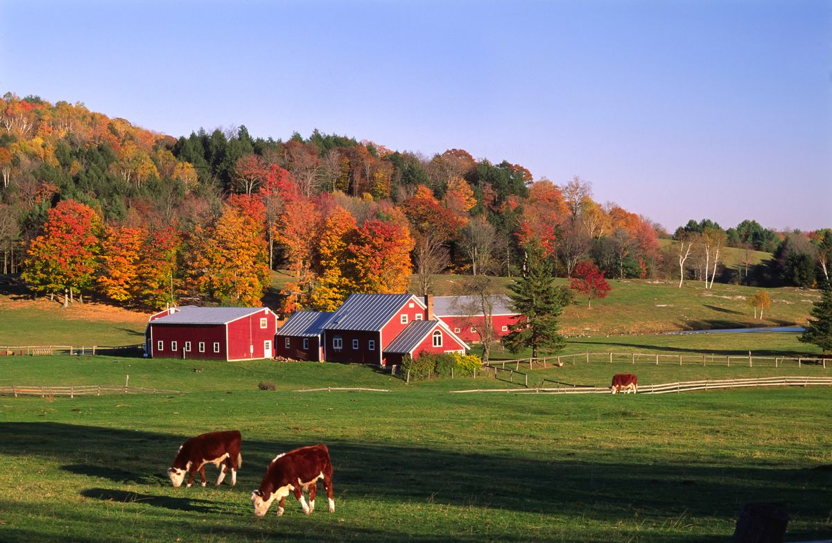 Vermont is a state in the New England region of the northeastern United States of America. The dairy barn remains an iconic image of Vermont, but the 87% decrease in active dairy farms between 1947 and 2003 preservation of the dairy barns has increasingly become dependent upon a commitment to maintaining a legacy rather than basic need in the agricultural economy. The Vermont Barn Census, organized by a collaboration of educational and nonprofit state and local historic preservation programs, has developed educational and administrative systems for recording the number, condition, and features of barns throughout Vermont. (Getty Images/Stock photo)