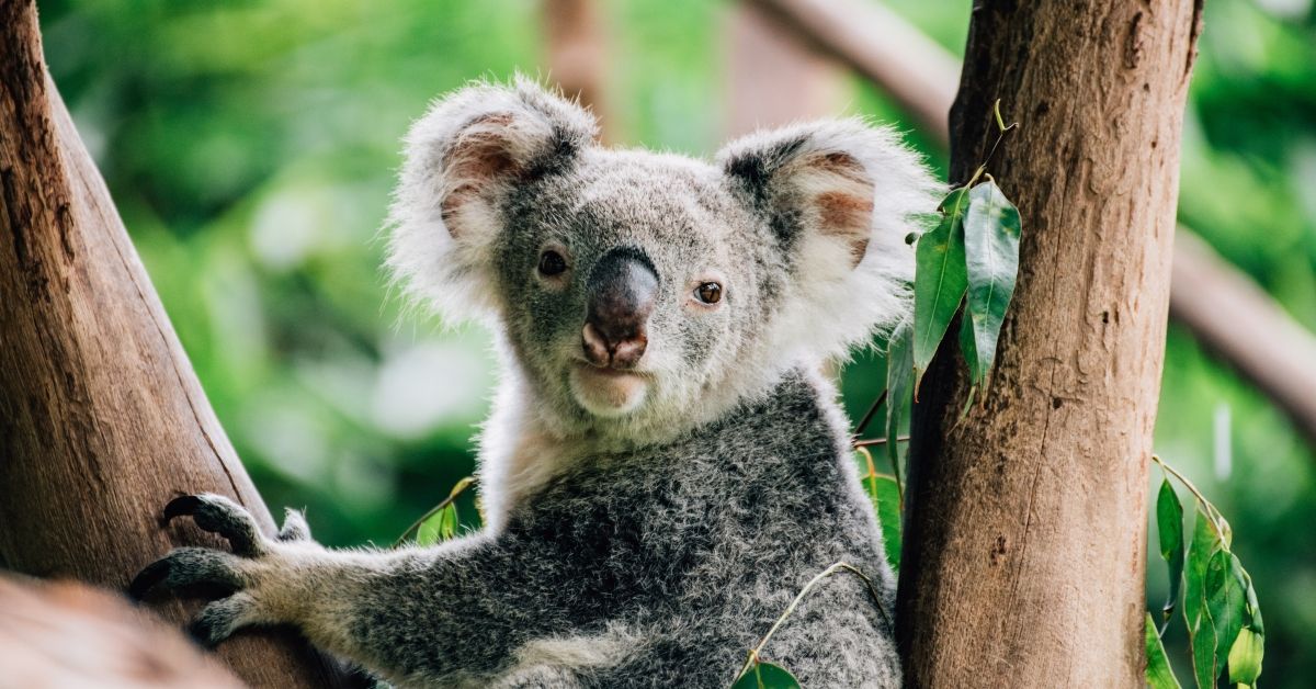 koala (Getty Images/Stock photo)