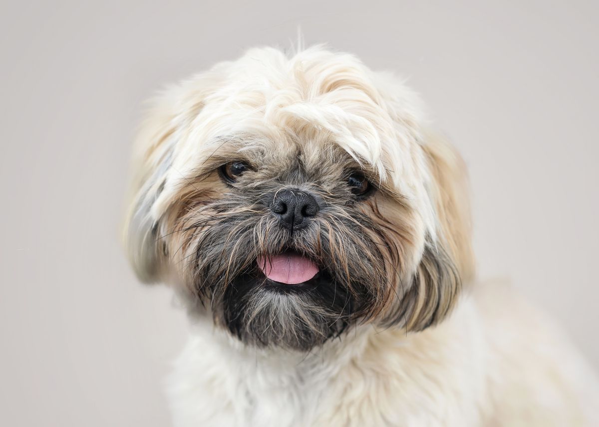 Sweet little shih tzu dog bitch posing for her pet portrait! (Getty Images/Stock photo)