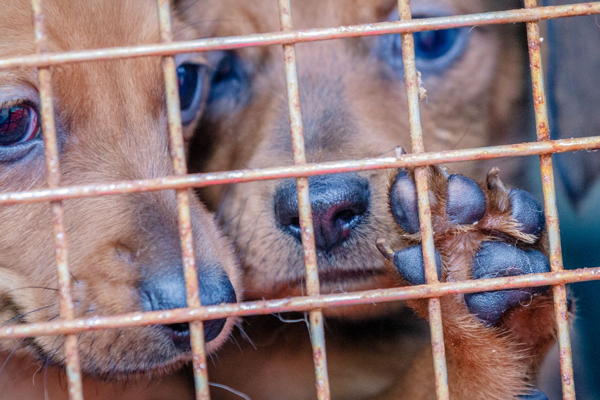 Two caged puppies, one with a paw on the cage mesh (Getty Images/Stock photo)