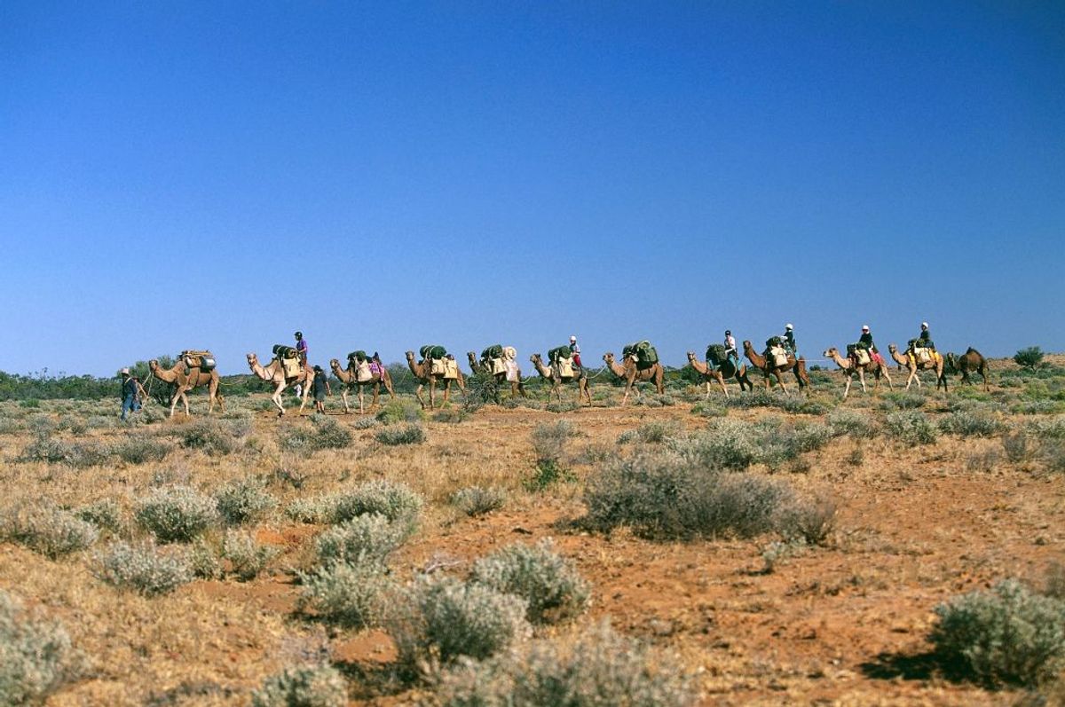 Camel safari in the desert, South Australia, Australia. (Getty Images/Stock photo)
