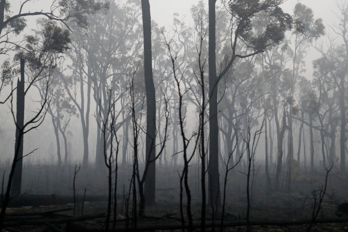CANN RIVER, AUSTRALIA - JANUARY 07: Burnt out forest is seen on January 07, 2020 in Cann River, Australia. Milder weather conditions have provided some relief for firefighters in Victoria as bushfires continue to burn across the East Gippsland area, as clean up operation and evacuations continue. Two people have been confirmed dead and four remain missing. More than 923,000 hectares have been burnt across Victoria, with hundreds of homes and properties destroyed. 14 people have died in the fires in NSW, Victoria and South Australia since New Year's Eve. The Federal Government announced the establishment of the National Bushfire Recovery Fund on Monday, with an initial $2billion to support rebuilding efforts after the devastating bushfires which have burned across Australia in recent months. (Photo by Darrian Traynor/Getty Images) (Getty Images)