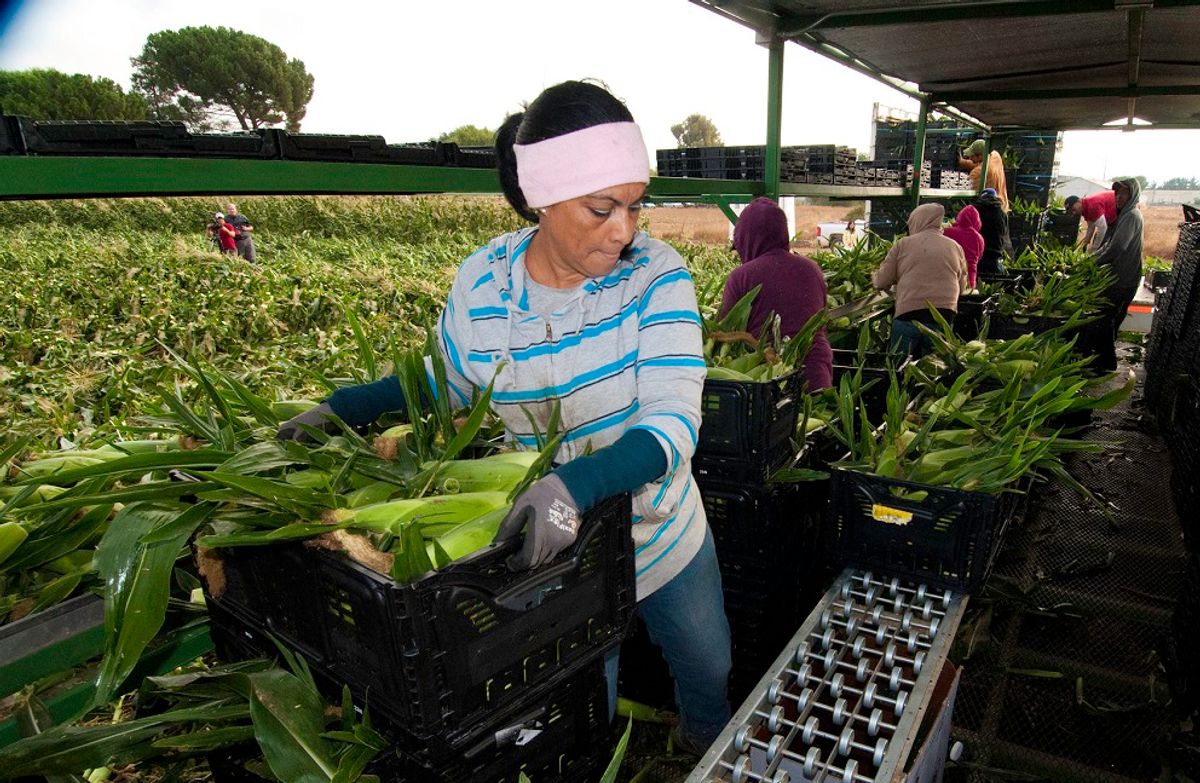 Migrant workers harvest corn on Uesugi Farms in Gilroy, CA on Wednesday, Aug. 28, 2013. USDA photo by Bob Nichols (USDA / Bob Nichols, CC BY)