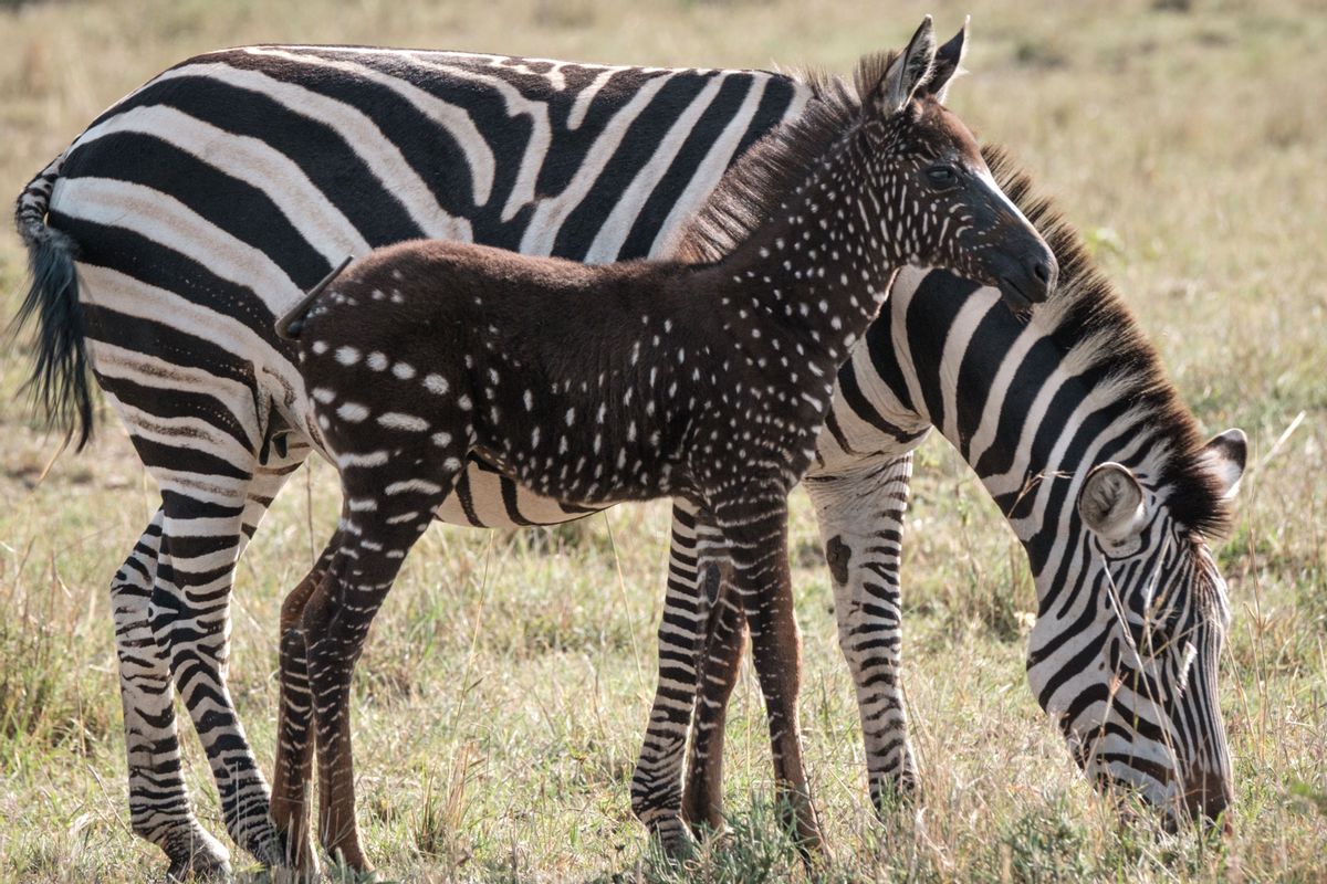 TOPSHOT - A polka-dotted zebra foal stand close to its mother at the Masai Mara game reserve in Kenya on September 19, 2019. - Antony Tira, a Maasai guide who first spotted the foal, named him Tira. Tira has a condition called pseudomelanism, a rare genetic mutation in which animals display some sort of abnormality in their stripe pattern. (Photo by Yasuyoshi CHIBA / AFP) (Photo by YASUYOSHI CHIBA/AFP via Getty Images) (YASUYOSHI CHIBA/AFP via Getty Images)