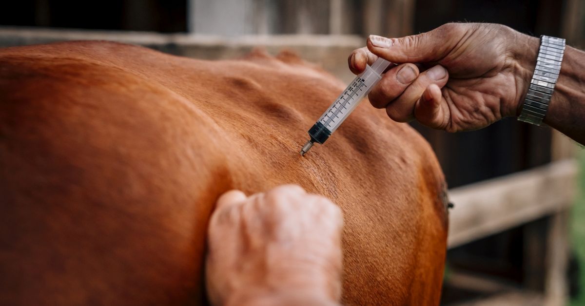 Caucasian farmer injecting cow with vaccine (Getty Images/Stock photo)