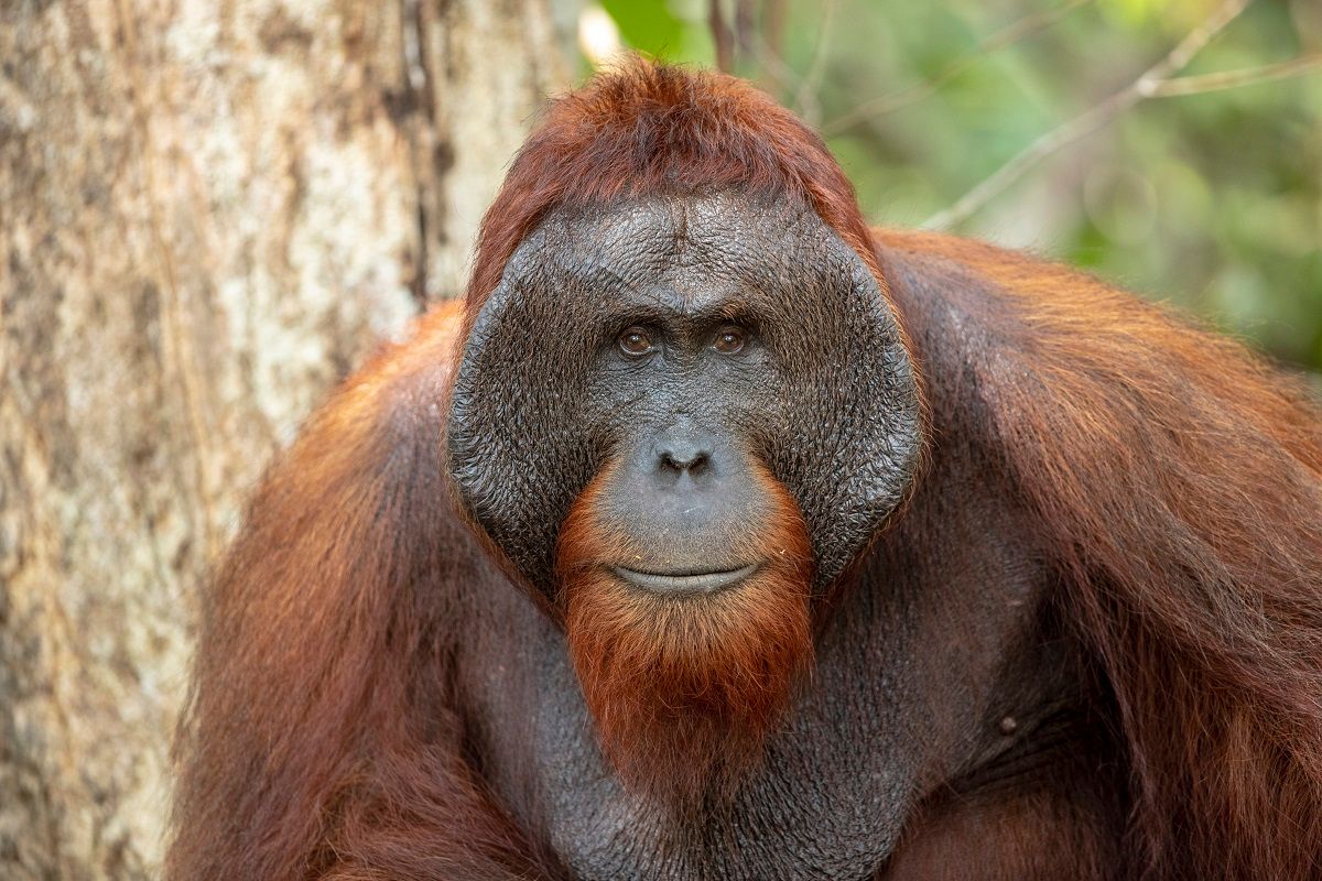 Orangutan in Kalimantan, Indonesia. The orangutan is looking at the camera. (Getty Images, stock)