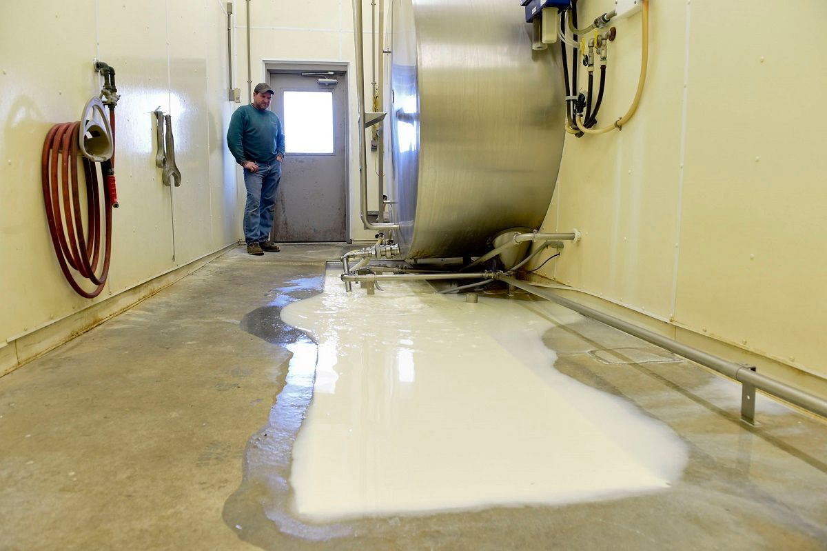 Lower Heidleberg Township, PA - March 31: Dave Wolfskill of Mar-Anne Farms in Lower Heidelberg Township watches 5,500 gallons of milk swirl down the drain as demand cratered from the coronavirus restrictions. "My family has farmed this valley since 1948," he said, "and this is the first time we've ever dumped milk." (Bill Uhrich - MediaNews Group/Reading Eagle via Getty Images) (MediaNews Group / Reading Eagle via Getty Images)