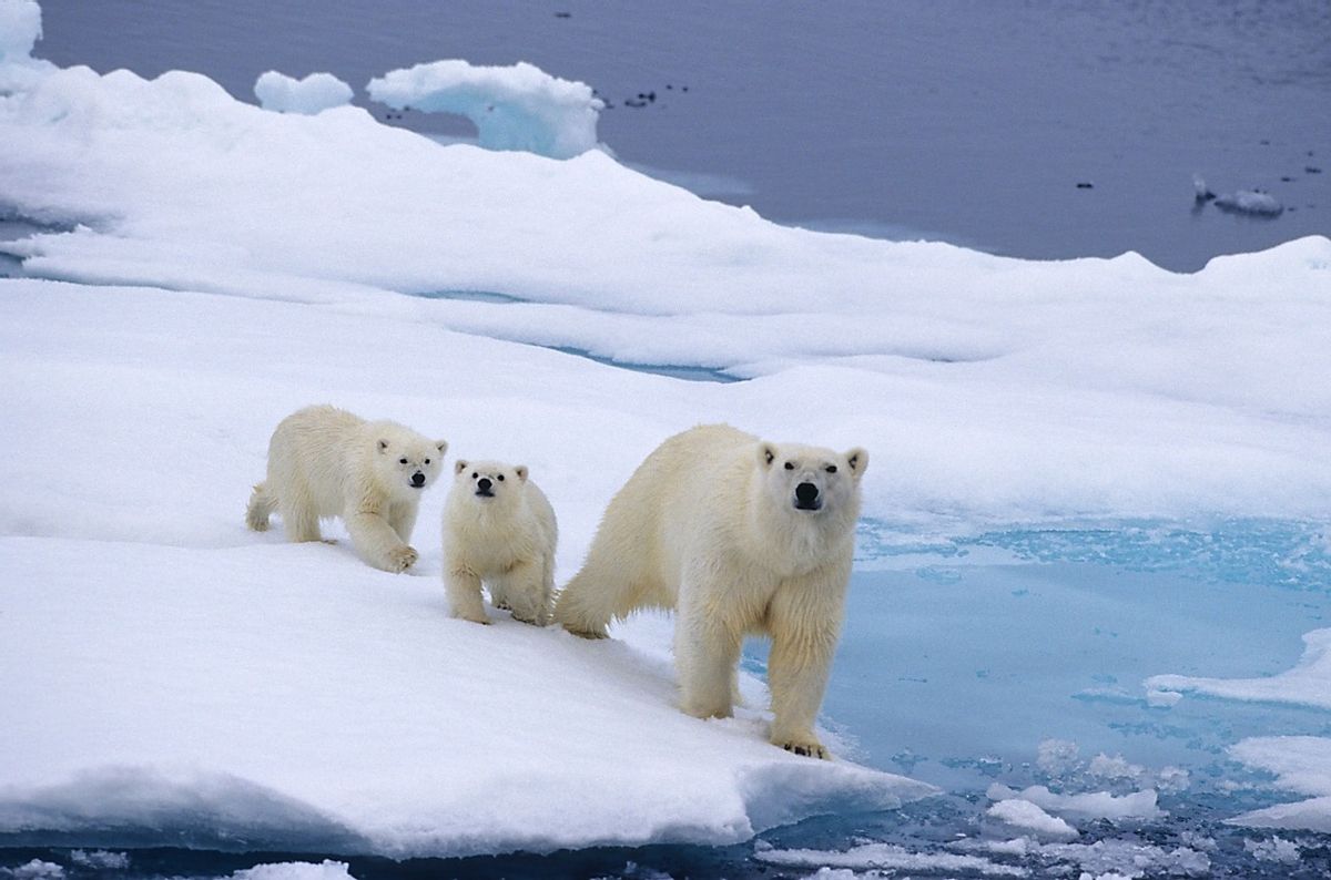 (© Dick and Val Beck/Polar Bears International)