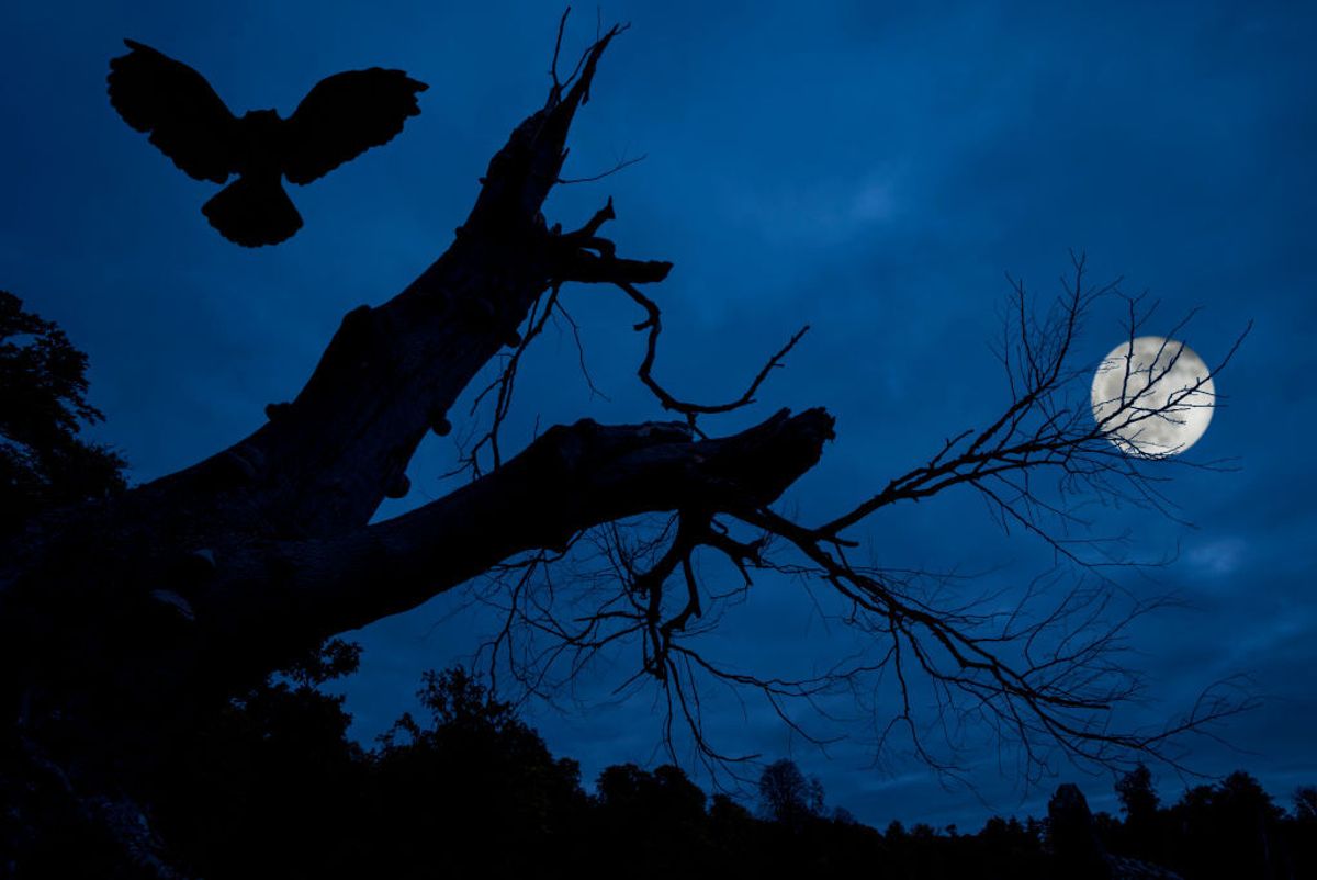 Eagle owl (Bubo bubo) landing in creepy branches and trunk of dead tree silhouetted against blue night sky with full moon over spooky forest. (Photo by: Arterra/Universal Images Group via Getty Images) (Arterra / Contributor)
