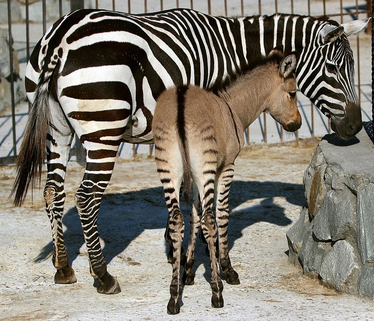 A hybrid (front) of zebra and a donkey plays with his mother at the Taigan zoo park outside Simferopol on August 5, 2014. A Crimean zoo has welcomed into its collection a "zebroid" or "zonkey" after a zebra gave birth following befriending a donkey. Named Telegraph by the keepers at the Taigan zoo park, his head and body resemble that of a donkey and are a solid beige colour, with his legs marked by black zebra stripes. Born last week, "Telegraph is very popular with visitors" who can watch him romping around with his mother, said director Oleg Zubkov. Crosses between zebras and other members of the equine family are not unheard of, although it is more unusual that the zebra is the mother. However allowing such breeding to occur is frowned upon in the zoo community.   AFP PHOTO/ YURIY LASHOV        (Photo credit should read YURI LASHOV/AFP via Getty Images) (YURIY LASHOV / Getty Images)
