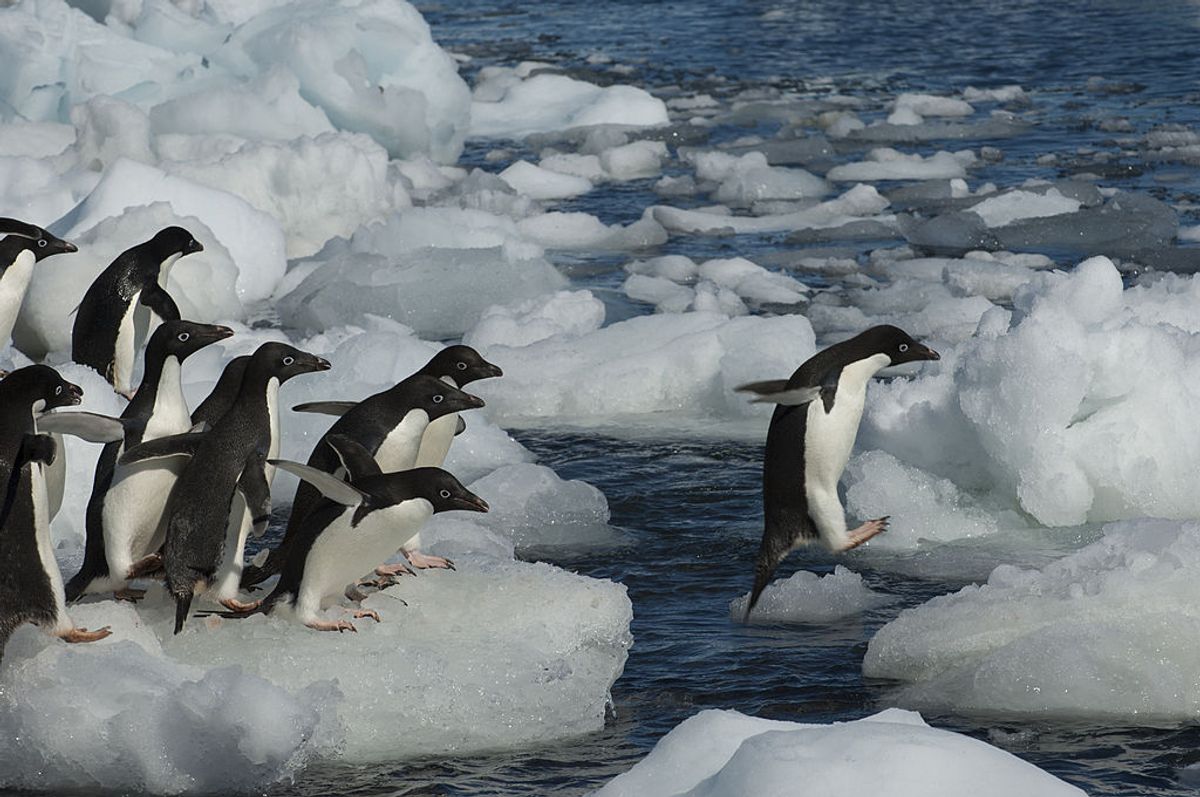 ANTARCTICA - 2012/04/29: A group of Adelie penguins (Pygoscelis adeliae) jumping from ice pebble to ice pebble on a beach of Paulet Island on the tip of the Antarctic Peninsula. (Photo by Wolfgang Kaehler/LightRocket via Getty Images) (Wolfgang Kaehler/LightRocket via Getty Images)