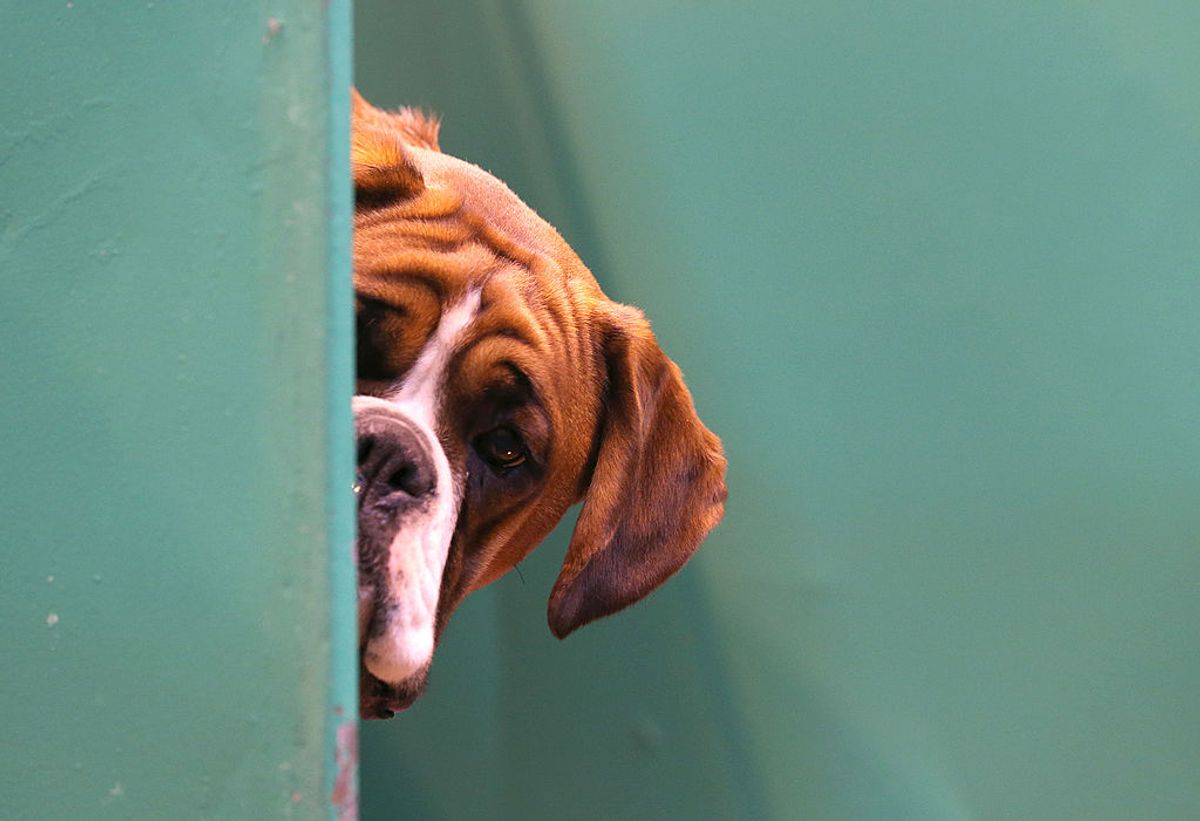 BIRMINGHAM, ENGLAND - MARCH 06:  A Boxer dog looks out from its kennel on first day of Crufts dog show at the NEC on March 6, 2014 in Birmingham, England. Said to be the largest show of its kind in the world, the annual four-day event, features thousands of dogs, with competitors travelling from countries across the globe to take part. Crufts, which was first held in 1891 and sees thousands of dogs vie for the coveted title of 'Best in Show'.  (Photo by Matt Cardy/Getty Images) (Matt Cardy/Getty Images)
