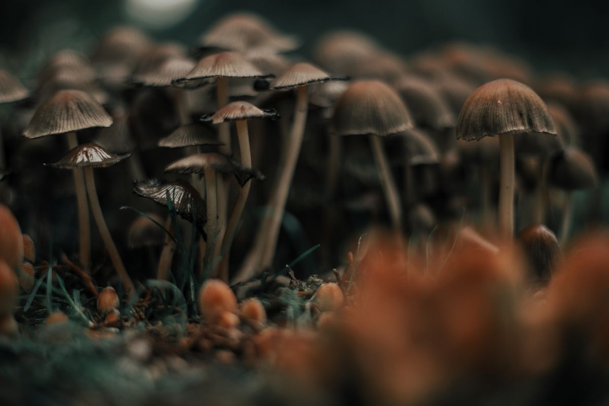 mushrooms on the forest ( Carol Yepes / Getty Images)