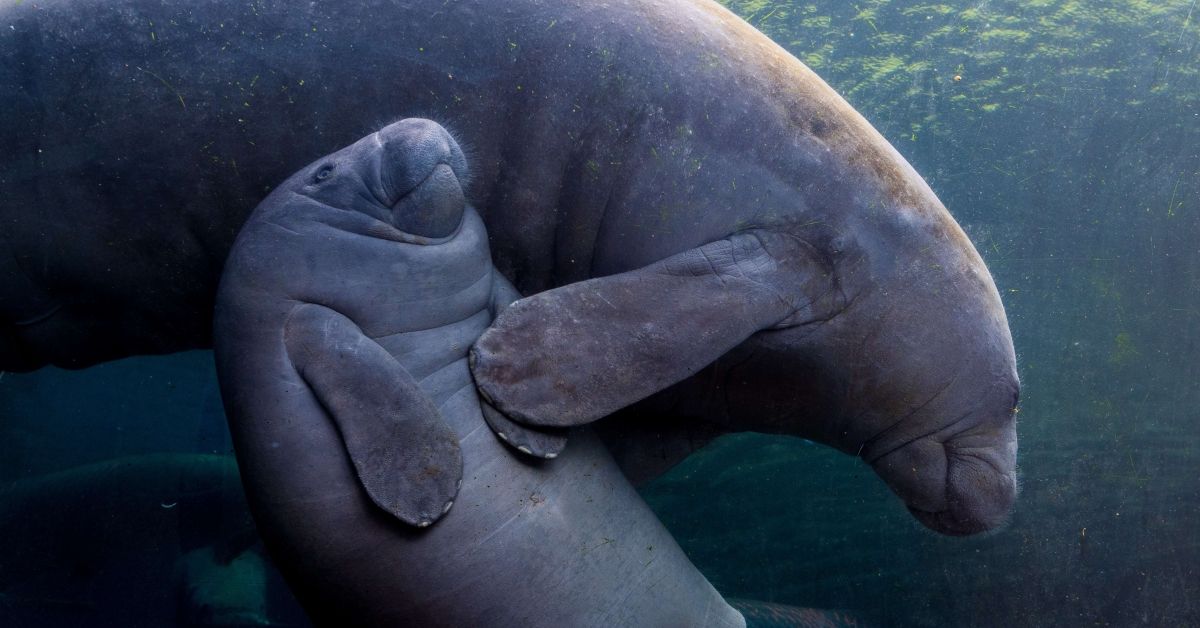 MADRID, SPAIN - 2019/05/17: An Antillean manatee (Trichechus manatus manatus) swimming with its baby pictured in its enclosure at Faunia zoo park. (Photo by Marcos del Mazo/LightRocket via Getty Images) (Mazo/LightRocket via Getty Images)