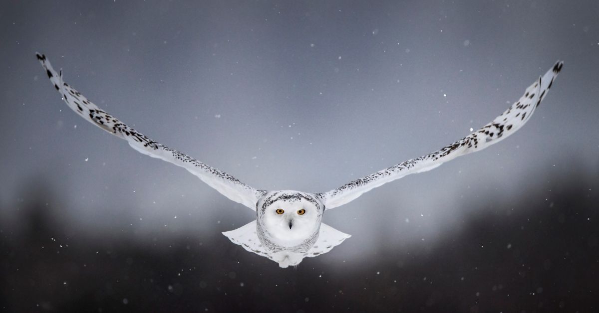 Flying canadian snowy owl. Quebec. Canada. North America. (Photo by: Alberto Ghizzi Panizza/REDA&amp;CO/Universal Images Group via Getty Images) (Alberto Ghizzi Panizza/REDA&CO/Universal Images Group via Getty Images)