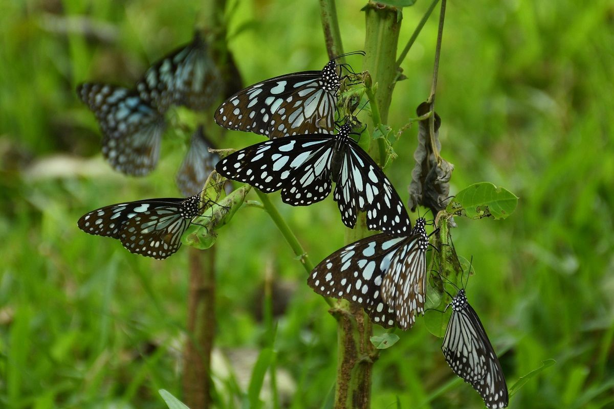 Blue Tiger (Tirumala limniace) are pictured at a park  in Nagaon District of Assam ,india on Oct 31,2020 (Photo by Anuwar Hazarika/NurPhoto via Getty Images) (Anuwar Hazarika/NurPhoto via Getty Images))