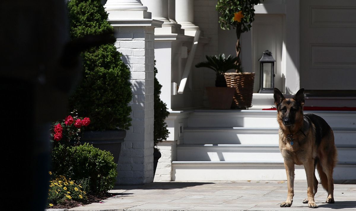 WASHINGTON, DC - MAY 10:  Vice President Joe Biden's dog, Champ, stands during speechs during a Joining Forces service event at the Vice President's residence at the Naval Observatory May 10, 2012 in Washington, DC. U.S. first lady Michelle Obama and Biden joined with Congressional spouses to assemble Mother's Day packages that deployed troops have requested to be sent to their mothers and wives at home.  (Photo by Win McNamee/Getty Images) (Getty Images)