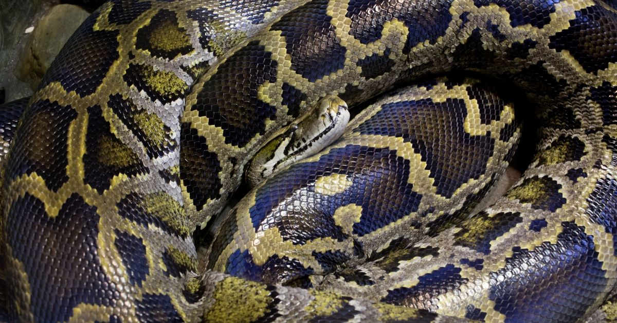 BRONX, NY - FEBRUARY 18: A reticulated python lies coiled up in its enclosure on February 18, 2018 in the Bronx Zoo's reptile house in the Bronx, New York. (Photo by Andrew Lichtenstein/ Corbis via Getty Images) (Andrew Lichtenstein / Getty Images)