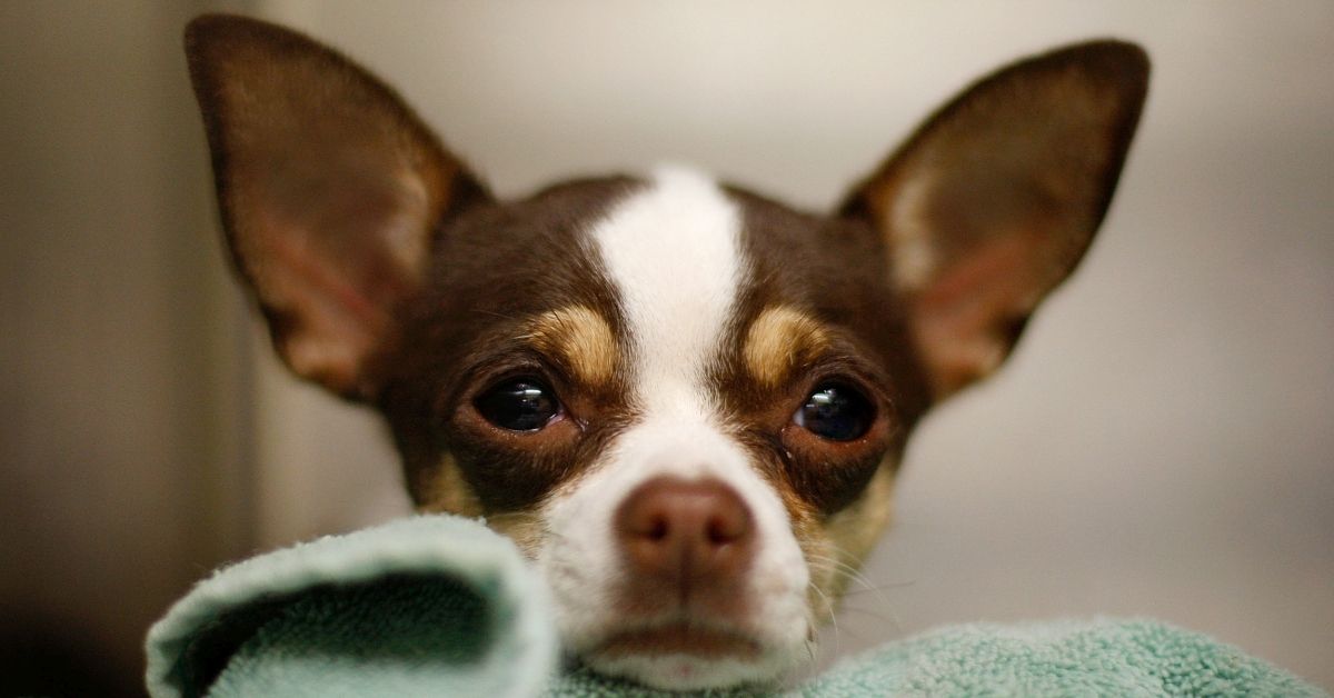 LOS ANGELES, CA - DECEMBER 15:  A Chihuahua waits adoption at a Los Angeles Department of Animal Services shelter on December 15, 2009 in Los Angeles, California. Chihuahuas make up about a third of the dogs at many California shelters, so many that some shelters are shipping Chihuahuas to other states to find homes. A shelter in Oakland sent about 100 to Arizona, Oregon and Washington. Recently, a Los Angeles city shelter flew 25 Chihuahuas to Nashua, New Hampshire where all found homes within a day through the local Humane Society. Experts have blamed the glut of abandoned Chihuahuas in California on the influence of pop culture, a bad economy, puppy mills and backyard breeders. Fans sometimes abandon the dogs when they are no longer new and cute to them or when expensive vet bills start to add up. The tiny dogs are named for the Mexican state of Chihuahua.   (Photo by David McNew/Getty Images) (Getty Images)