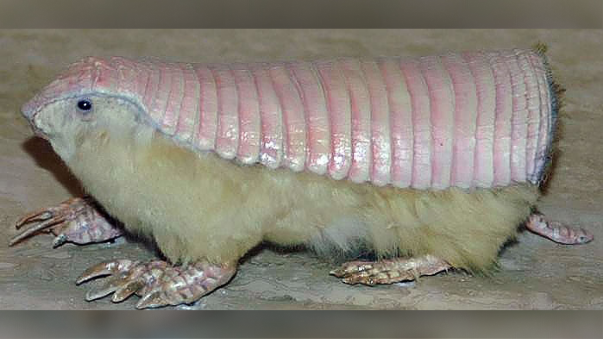 Is This 'Pink Fairy Armadillo' Real? 