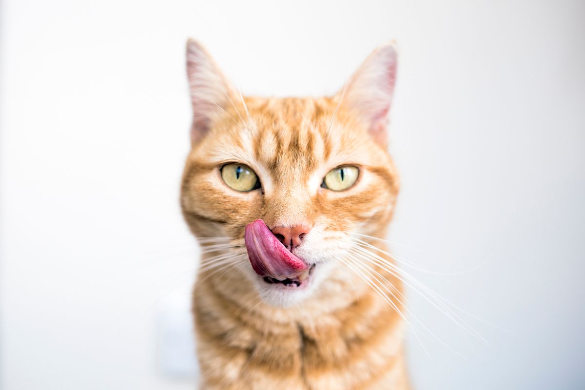 Ginger cat staring at camera and licking his mouth with a long pink tongue (Getty Images)