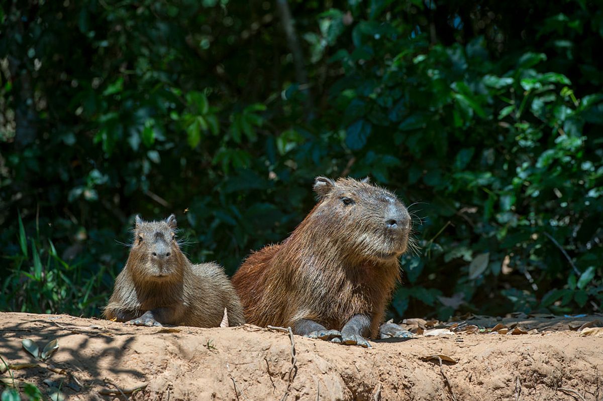 PANTANAL, BRAZIL - 2014/09/22: Capybaras (Hydrochoerus hydrochaeris) laying on a river bank of a tributary of the Cuiaba River near Porto Jofre in the northern Pantanal, Mato Grosso province in Brazil.  Capybaras are the largest rodents in the world. (Photo by Wolfgang Kaehler/LightRocket via Getty Images) (Wolfgang Kaehler/LightRocket via Getty Images)