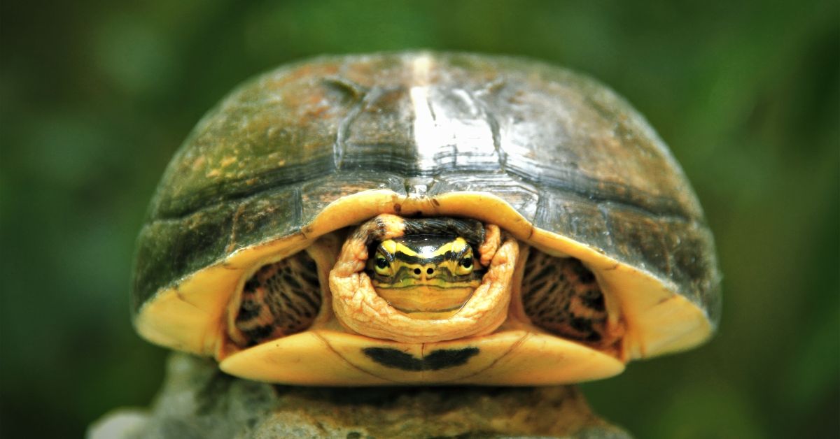 A turtle's shell is more than its home